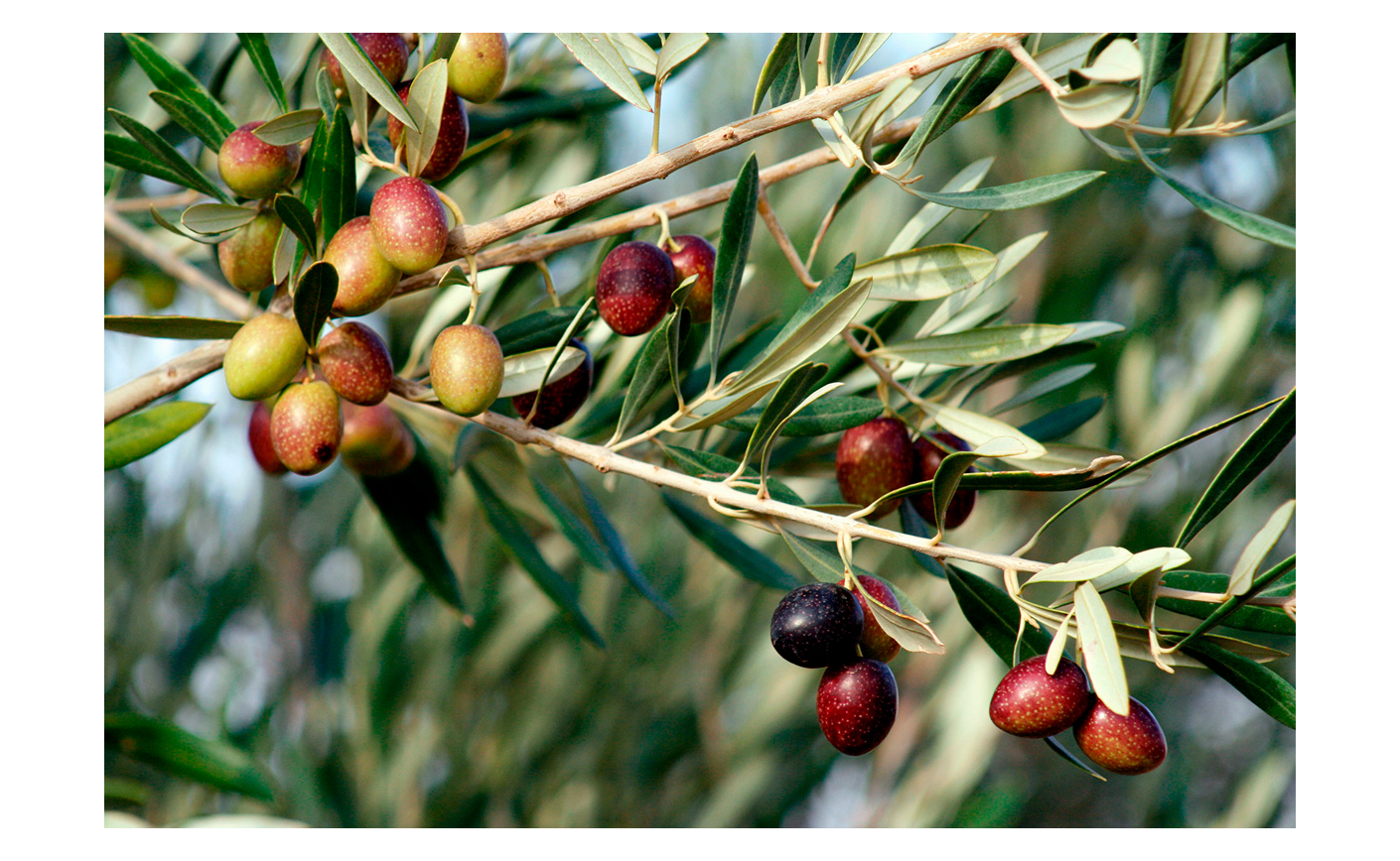 Zeytin Hakkında